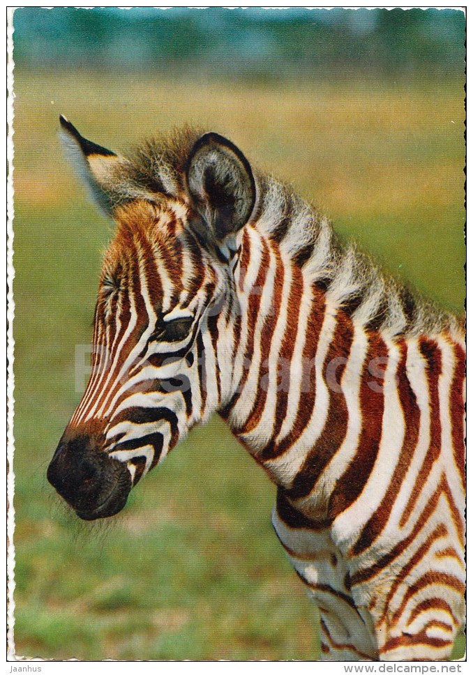 Grant's zebra - Equus quagga boehmi - Africa - animals - 396 - Italy - unused - JH Postcards