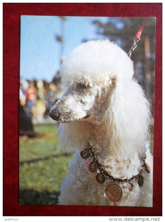Poodle - dogs - 1981 - Estonia USSR - unused - JH Postcards