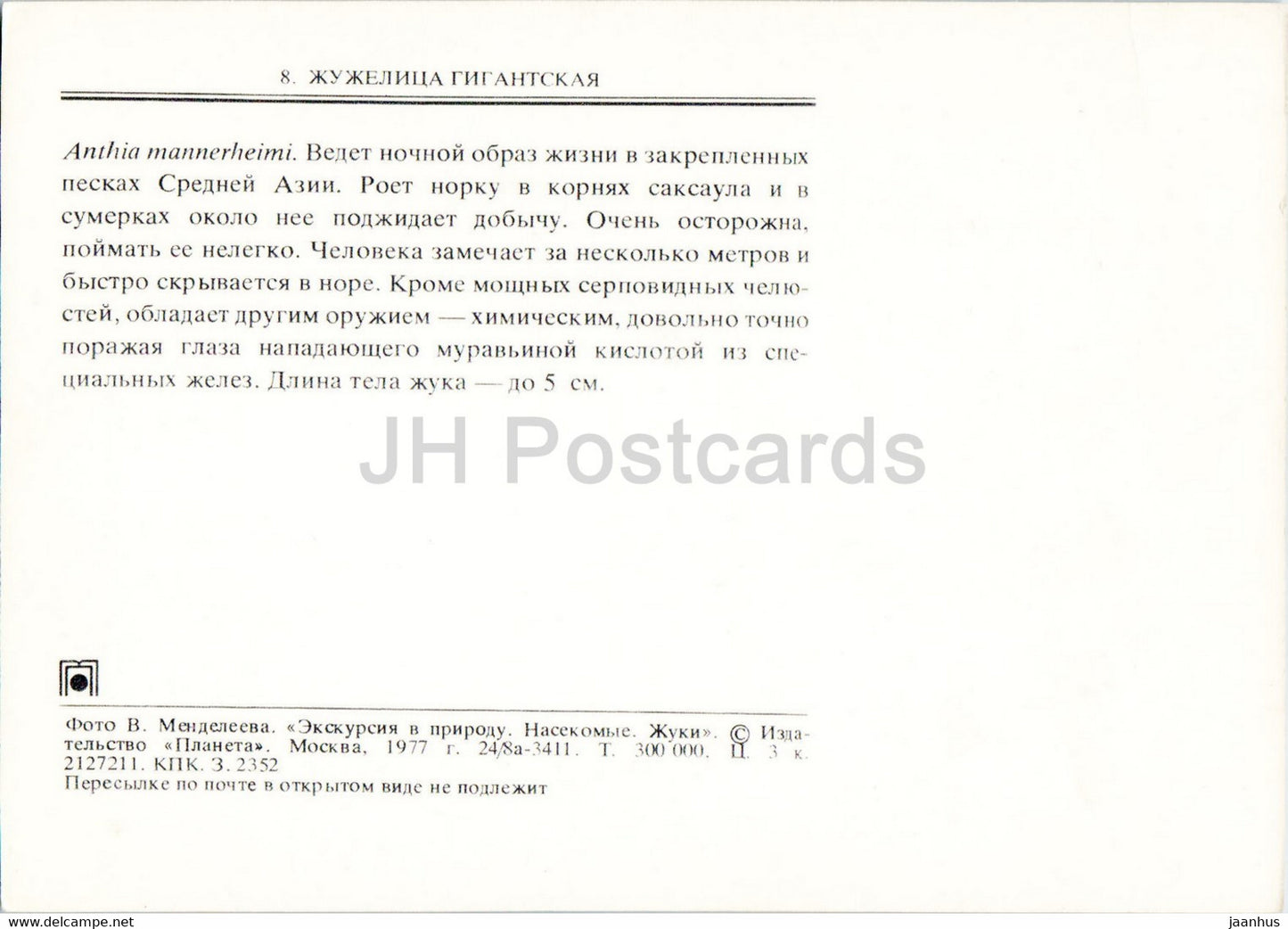 Anthia mannerheimi - insects - 1977 - Russia USSR - unused