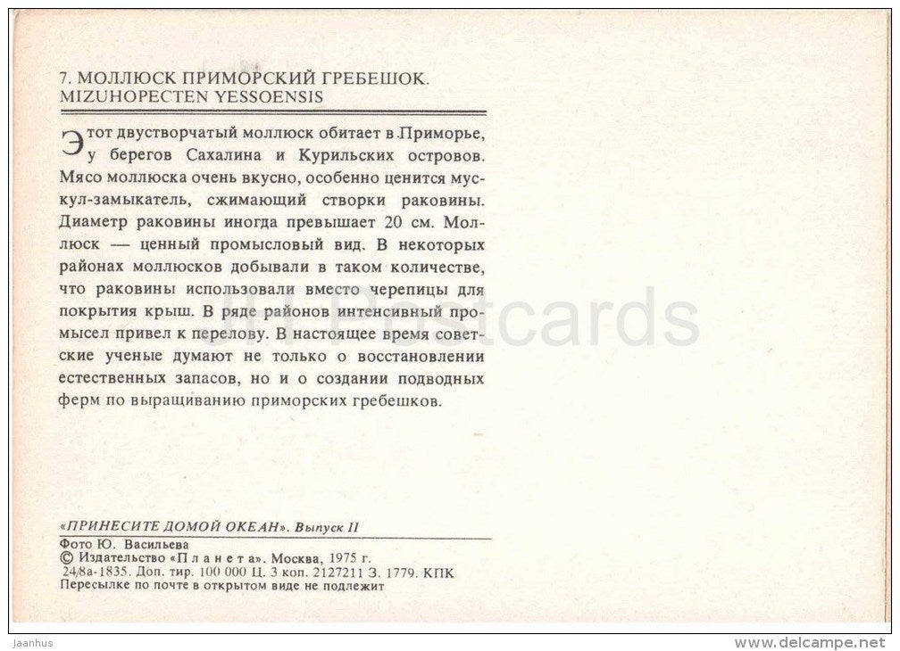 Yesso Scallop - Patinopecten yessoensis - shell - 1975 - Russia USSR - unused - JH Postcards