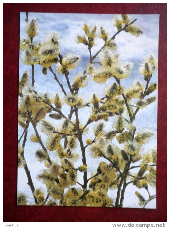 Greeting card - catkin - plants - 1989 - Russia USSR - used - JH Postcards