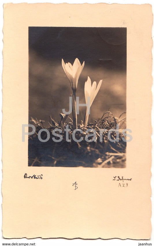 white crocus - flowers - A. Defner - old postcard - 1930 - Austria - used - JH Postcards