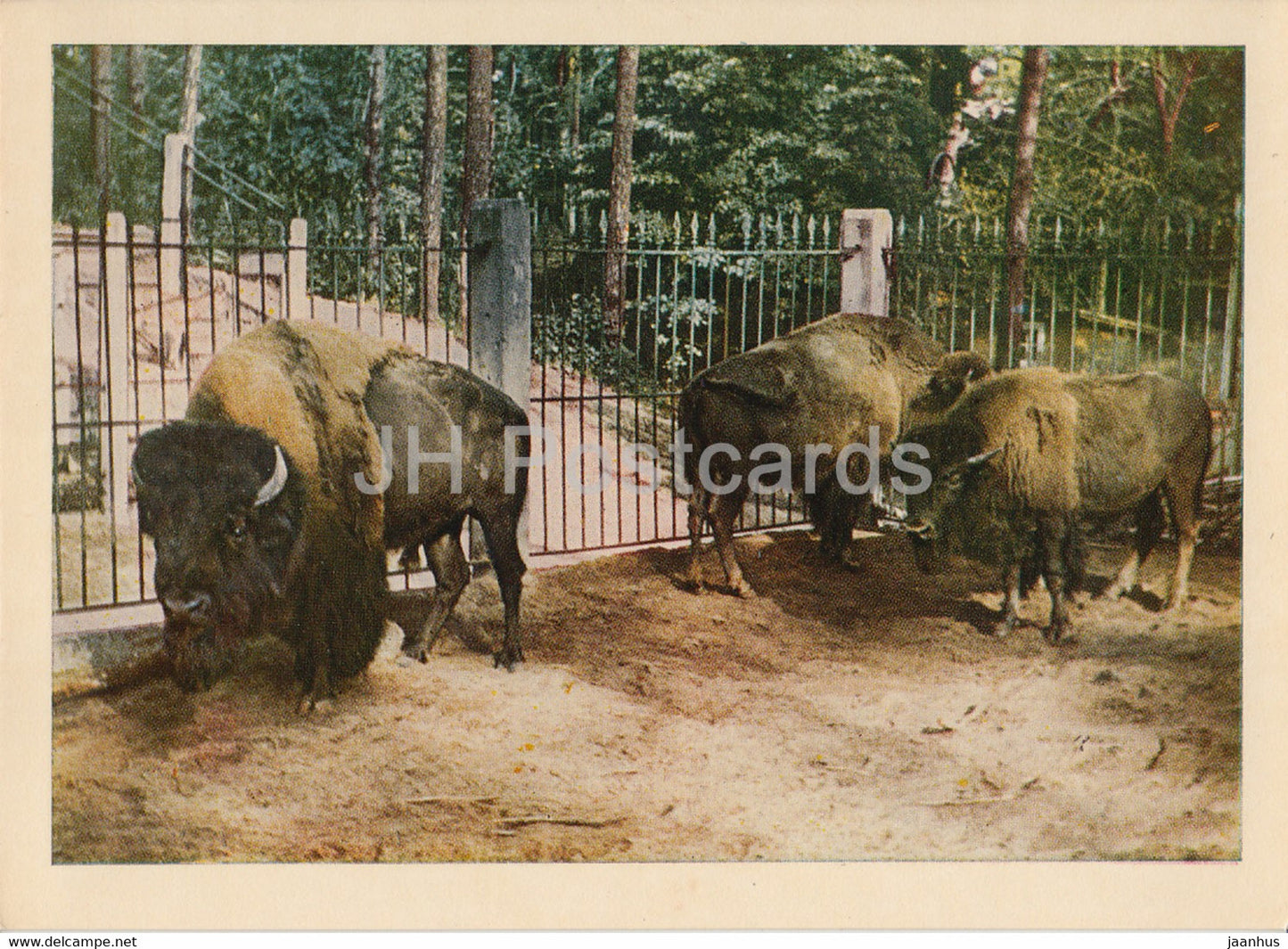 Riga Zoo - American bison - Bison bison - Latvia USSR - unused - JH Postcards