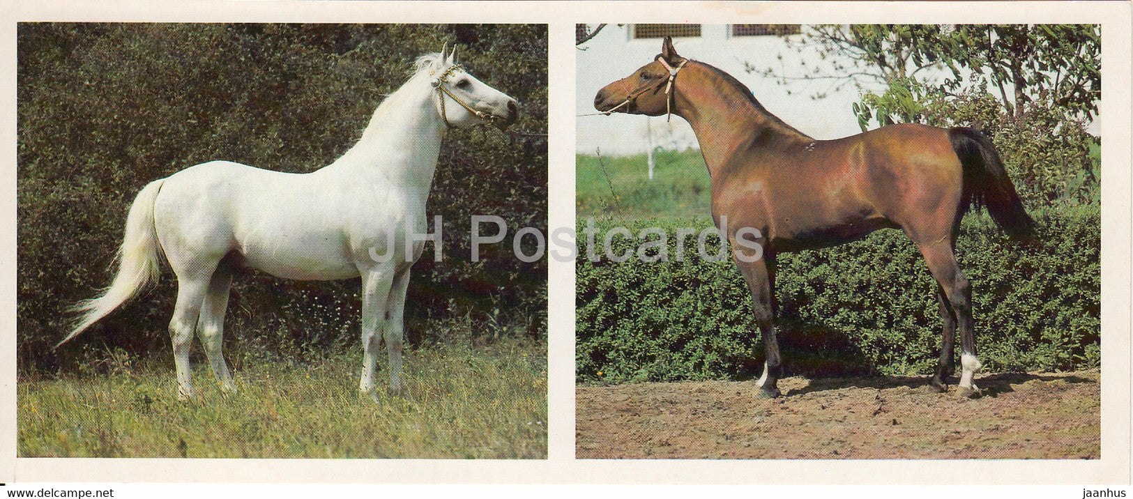 Arabian horses - horse breeds - 1988 - Russia USSR - unused - JH Postcards