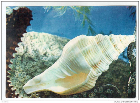 Xancus - shells - clams - mollusc - 1974 - Russia USSR - unused - JH Postcards