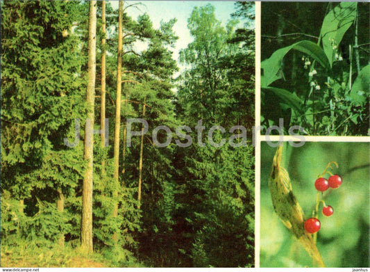 Lily of the valley - Convallaria majalis - plants - 1977 - Estonia USSR - unused - JH Postcards