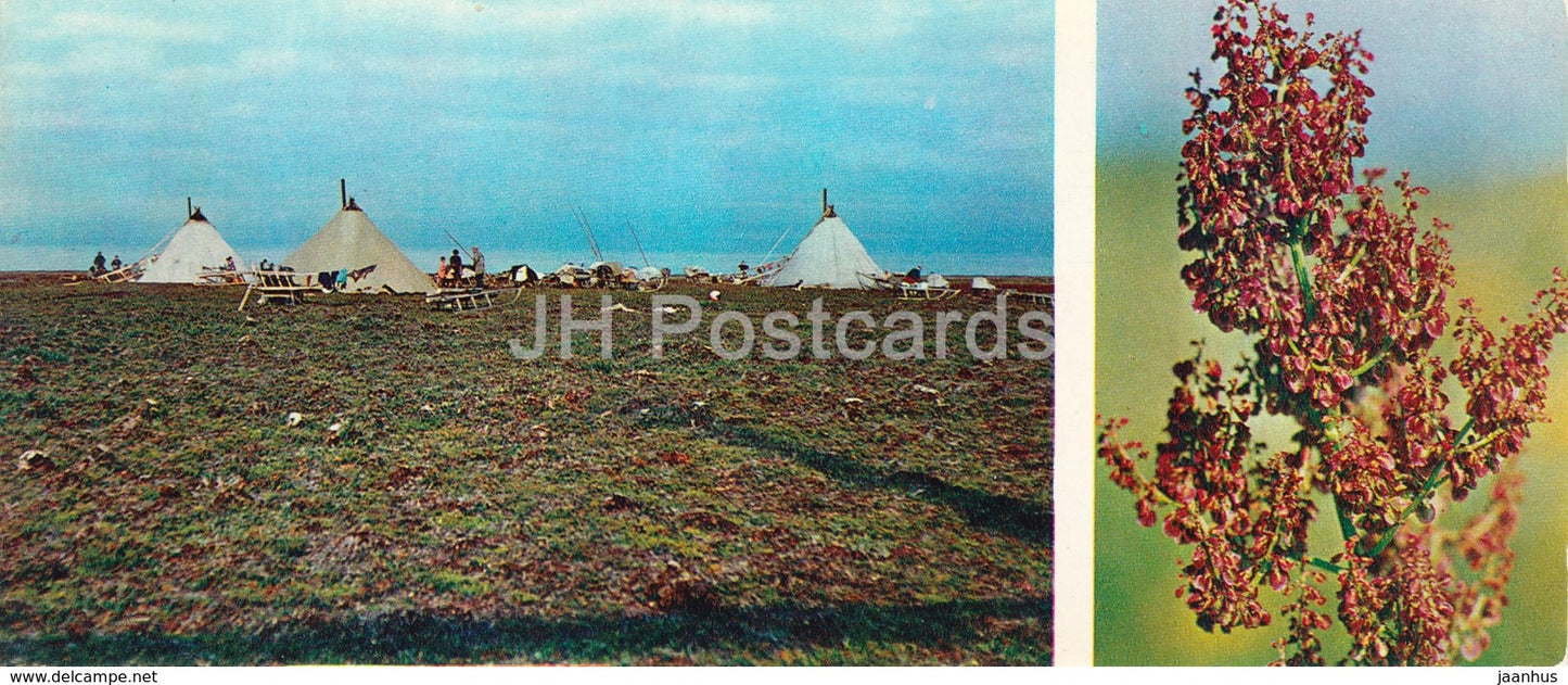 Rumex confertus - plants - Tundra in bloom - 1973 - Russia USSR - unused - JH Postcards