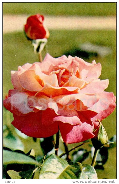 Chicago Peace - flowers - Roses - Russia USSR - 1973 - unused - JH Postcards