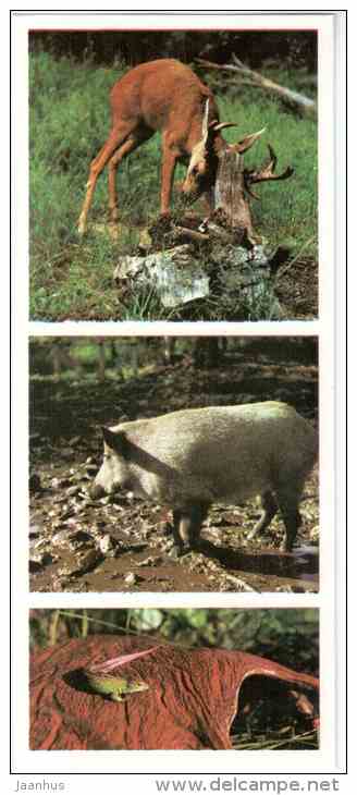 Deer - Wild Boar - lizard - Prioksko-Terrasny Nature Reserve - 1976 - Russia USSR - unused - JH Postcards