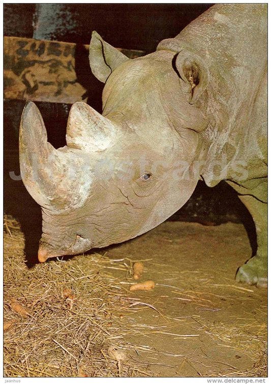 Black rhinoceros - Diceros bicornis - large format card - Tallinn Zoo 50 - 1989 - Estonia USSR - unused - JH Postcards