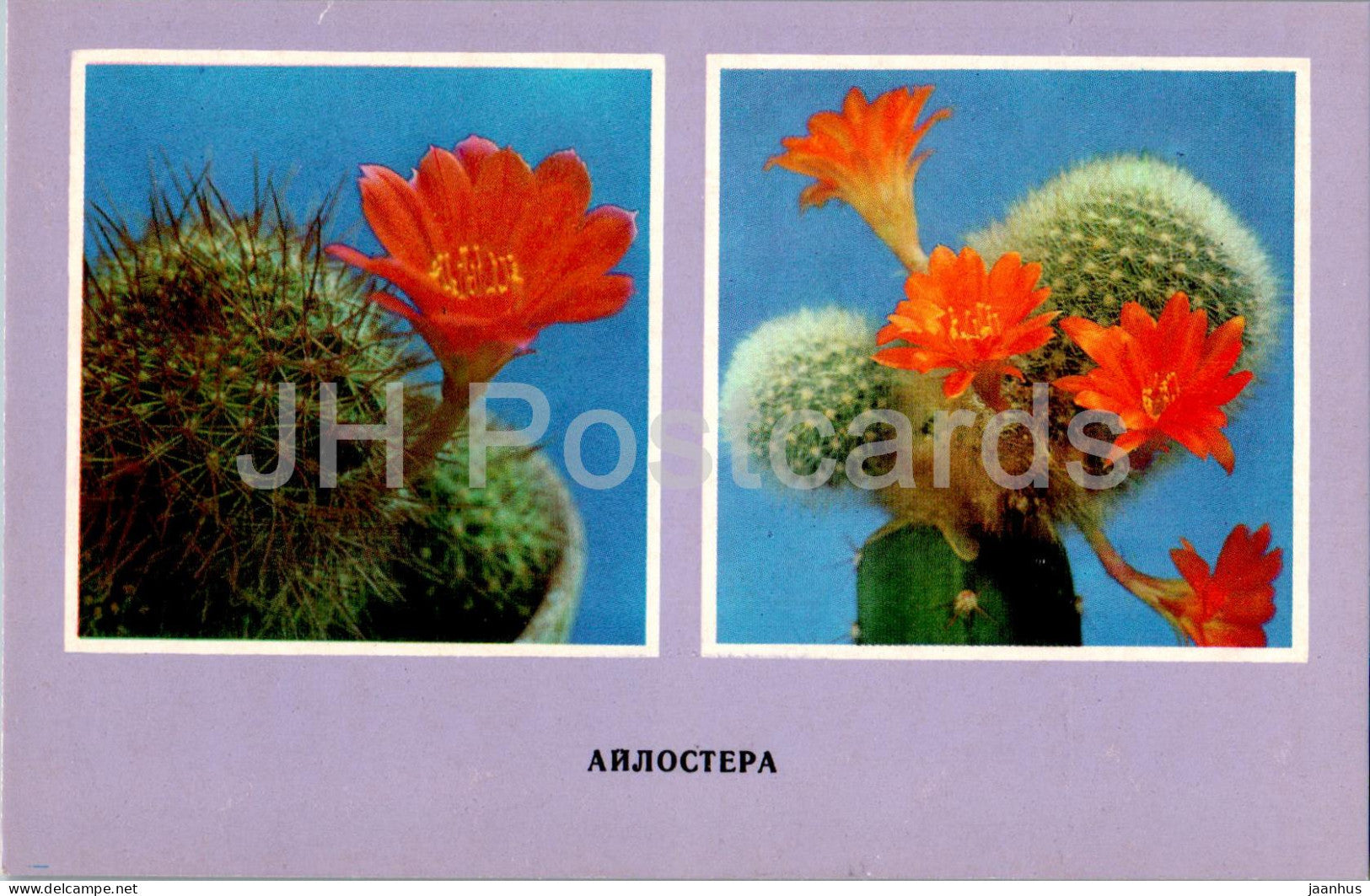 Aylostera - cacti - cactus - flowers - 1977 - Ukraine USSR - unused - JH Postcards