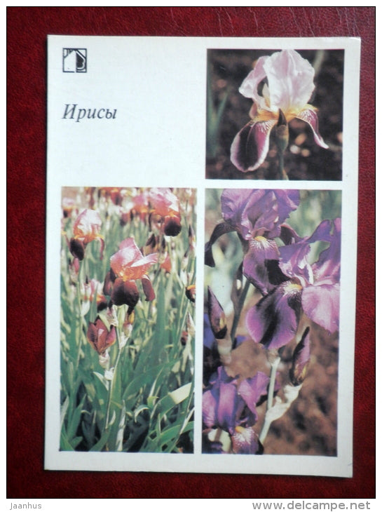 iris - Decorative flowers - 1987 - Russia USSR - unused - JH Postcards