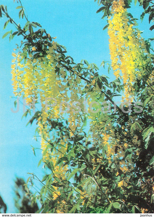 Golden Chain Tree - flowers - plants - Bulgaria - unused - JH Postcards