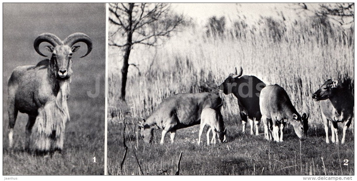 African Sheep - Banteng herd - Askania-Nova Reserve - 1974 - Ukraine USSR - unused - JH Postcards