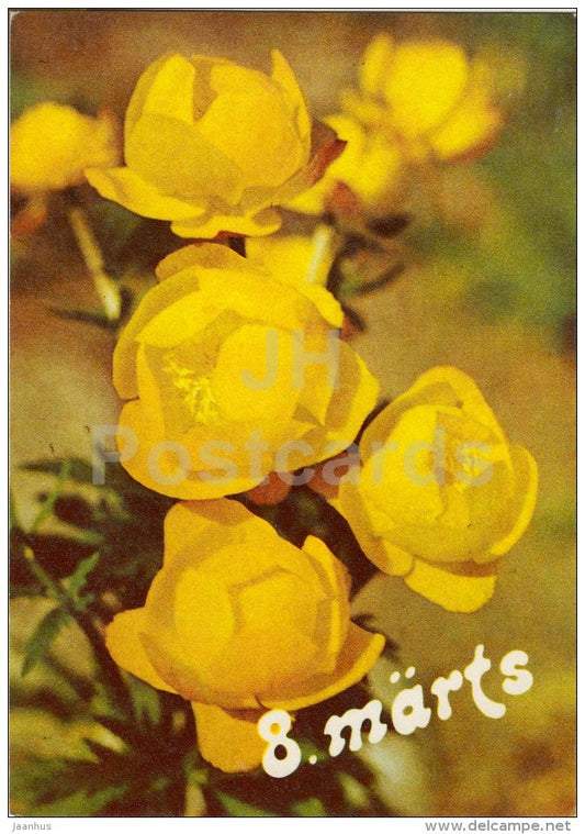 8th March greeting card - Trollius europaeus - globeflower - 1979 - Estonia USSR - unused - JH Postcards