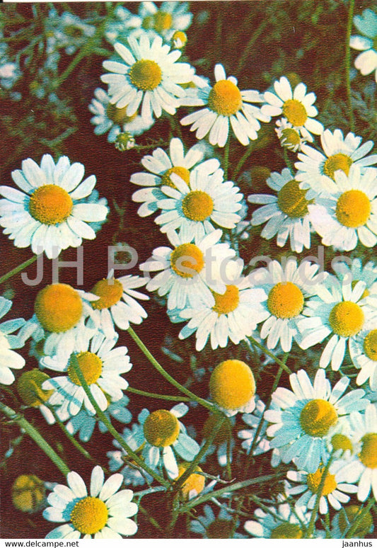 German chamomile - Matricaria chamomilla - Medicinal Plants - 1981 - Russia USSR - unused - JH Postcards