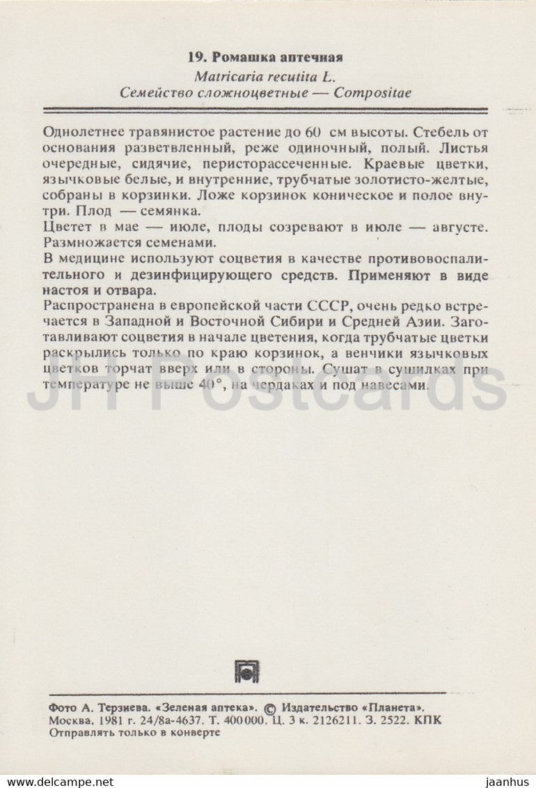 Camomille allemande - Matricaria chamomilla - Plantes médicinales - 1981 - Russie URSS - inutilisée