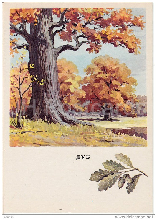 Oak - Quercus - Russian Forest - trees - illustration by G. Bogachev - 1979 - Russia USSR - unused - JH Postcards