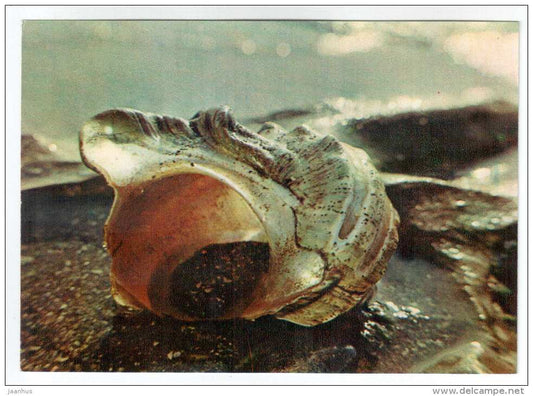 Turbo olearius - shells - clams - mollusc - 1974 - Russia USSR - unused - JH Postcards
