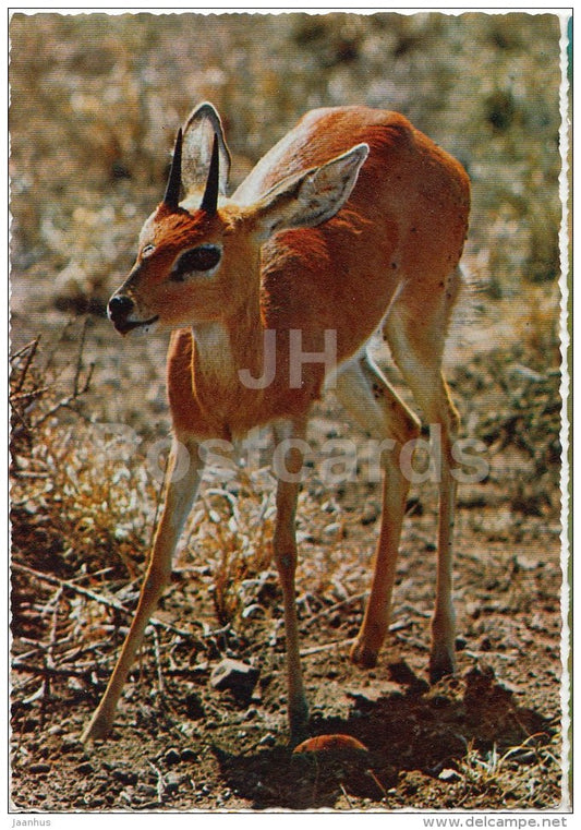 Gazelle - Gazella - Africa - animals - 396 - Italy - unused - JH Postcards