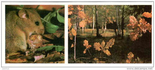 Dormouse - Gliridae - Prioksko-Terrasny Nature Reserve - 1976 - Russia USSR - unused - JH Postcards