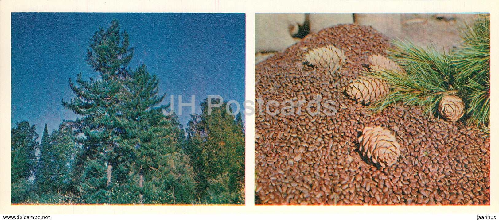 Cedar tree - Forest Wealth - 1981 - Russia USSR - unused - JH Postcards