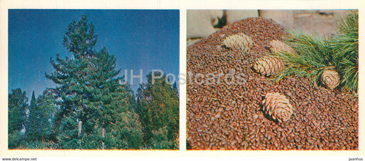 Cedar tree - Forest Wealth - 1981 - Russia USSR - unused - JH Postcards