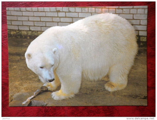 Polar bear - ursus maritimus - animals - Tallinn Zoo - 1989 - Estonia - USSR - unused - JH Postcards
