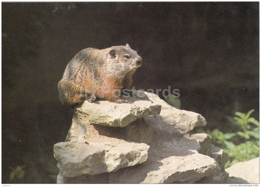 Groundhog - Marmota monax - animals - Zoo - Czechoslovakia - unused - JH Postcards