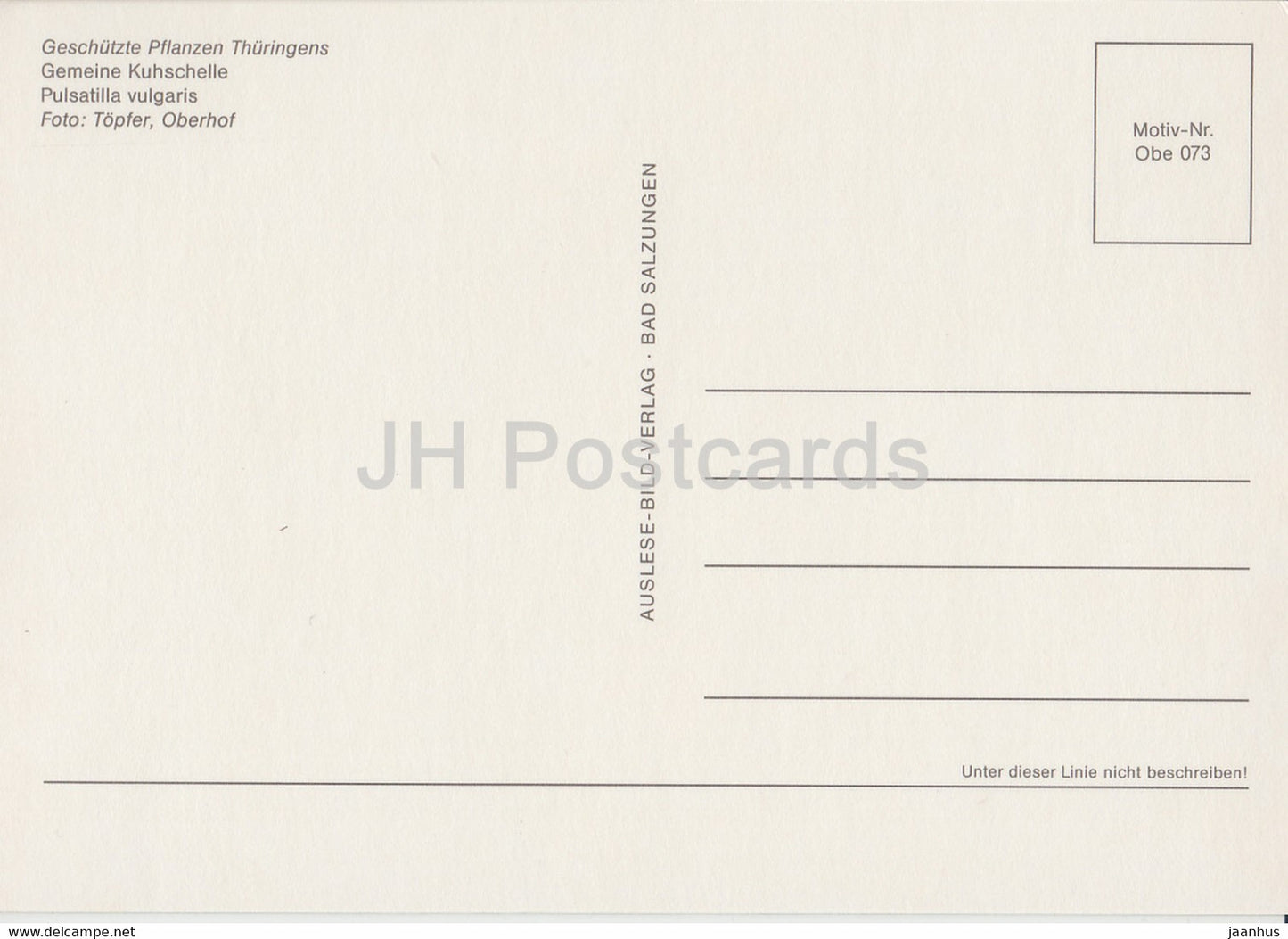 Pasqueflower - Pulsatilla vulgaris - Geschutzte Pflanzen - Protected plants - DDR Germany - unused