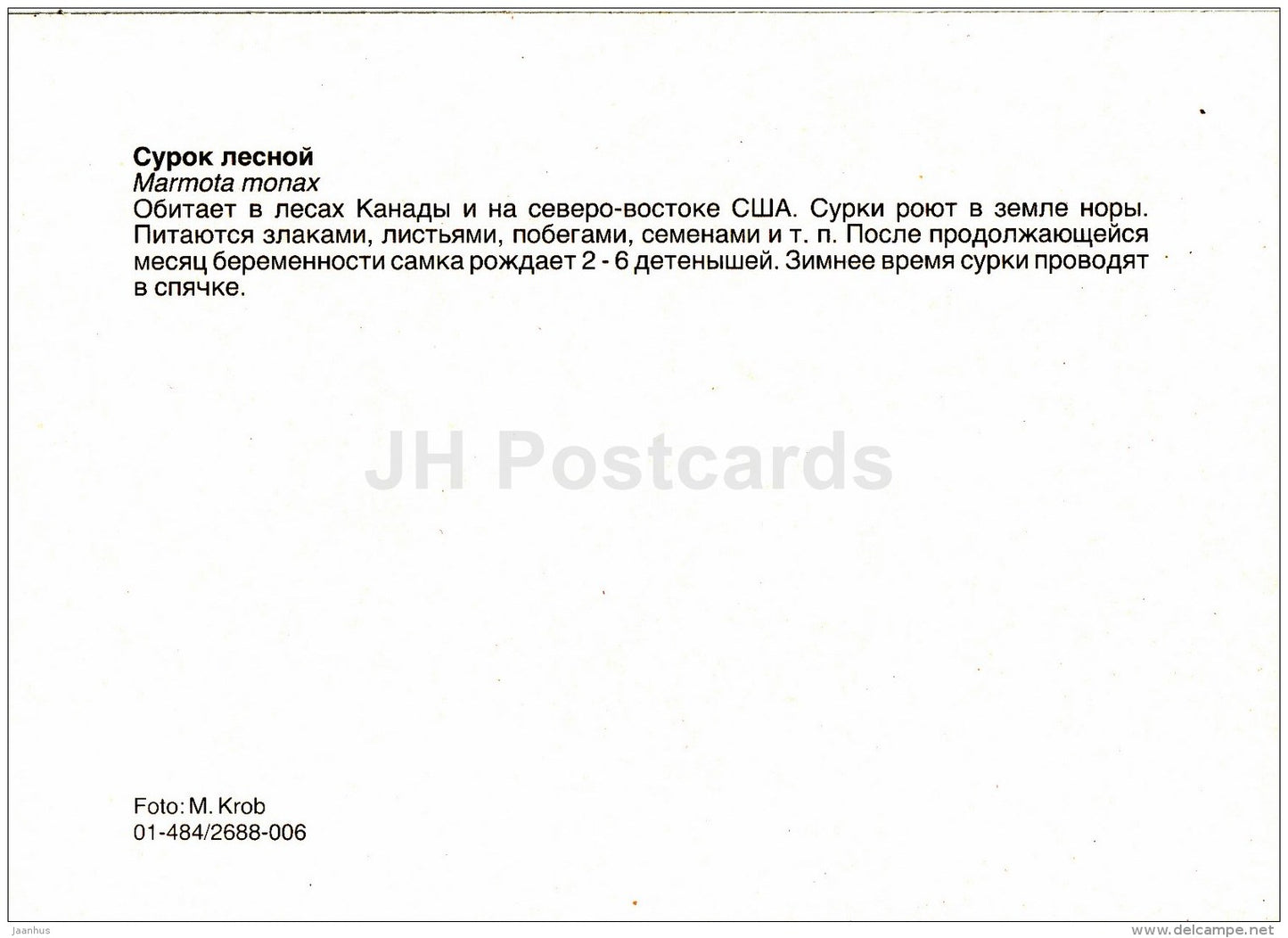 Groundhog - Marmota monax - animals - Zoo - Czechoslovakia - unused - JH Postcards