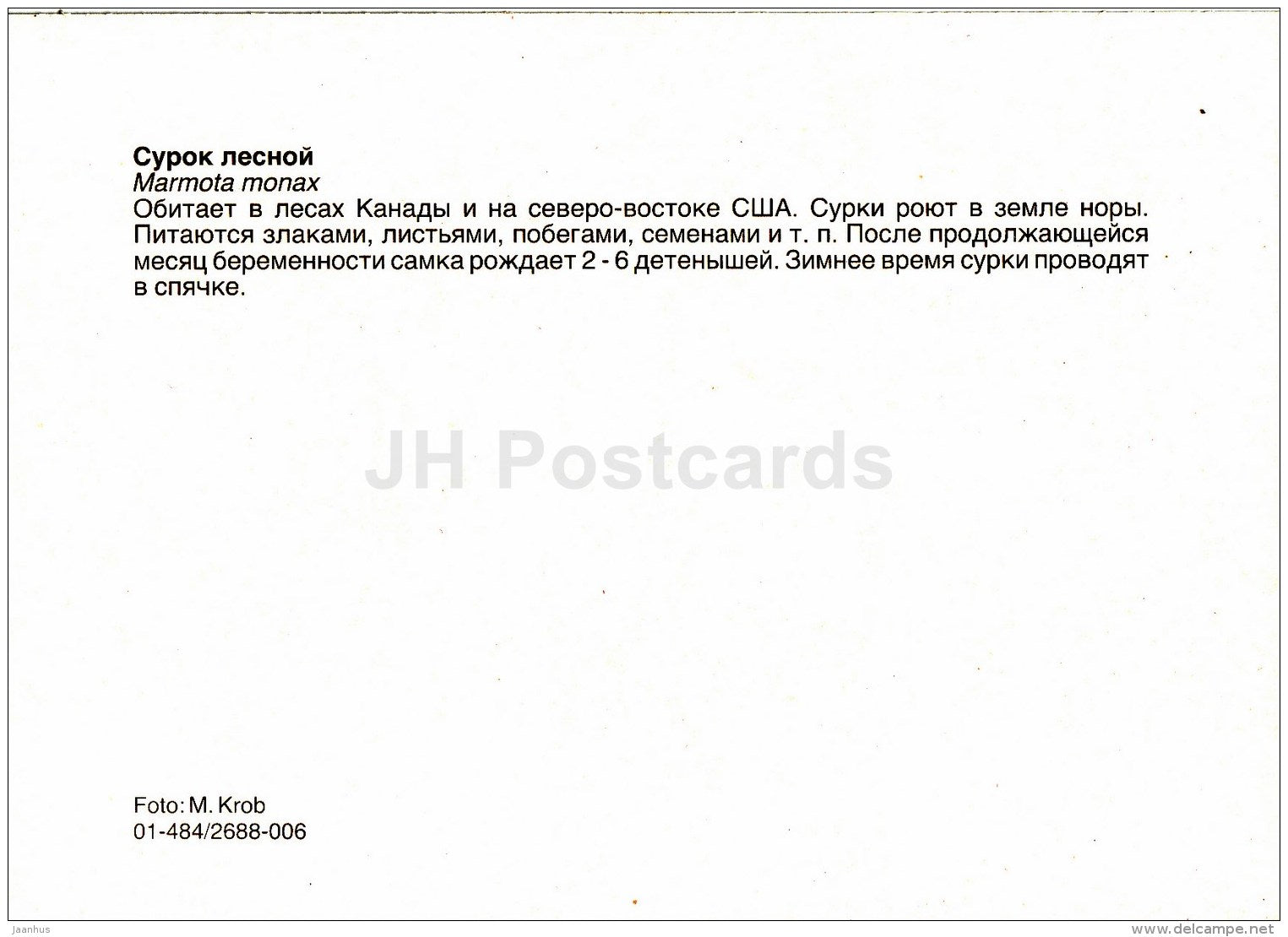 Groundhog - Marmota monax - animals - Zoo - Czechoslovakia - unused - JH Postcards