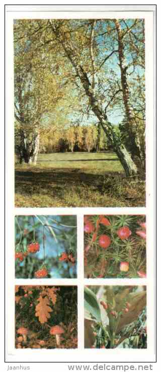 Mushroom - autumn fruits - Prioksko-Terrasny Nature Reserve - 1976 - Russia USSR - unused - JH Postcards