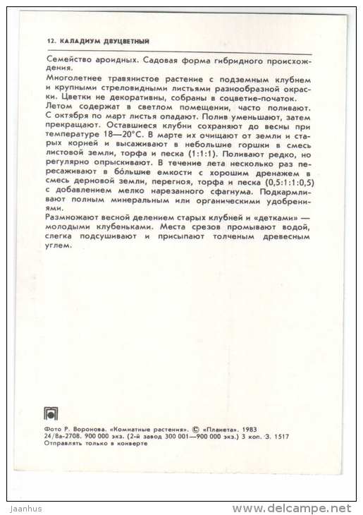 Caladium bicolor - houseplants - flowers - 1983 - Russia USSR - unused - JH Postcards