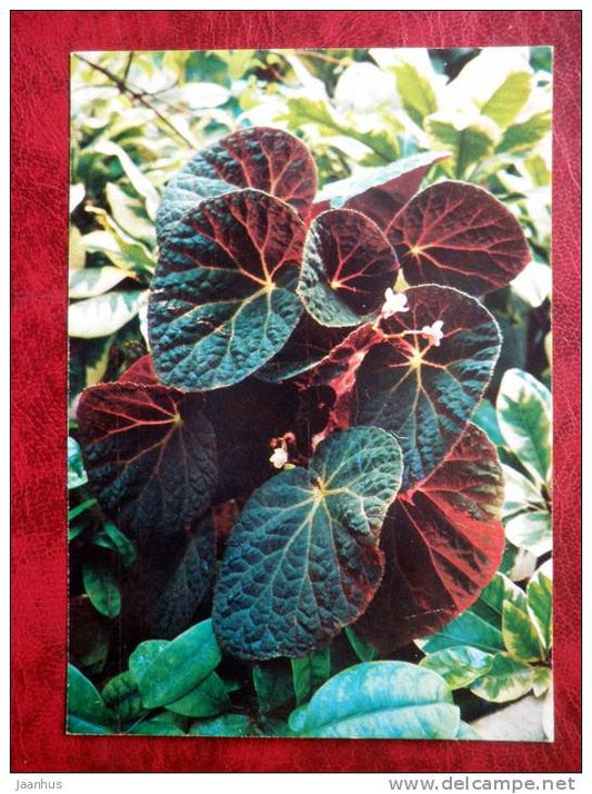 Begonia xanthina - flowers - 1987 - Russia - USSR - unused - JH Postcards