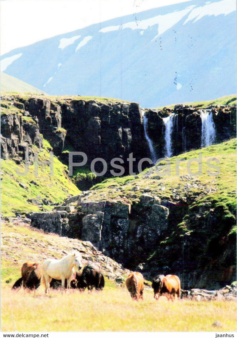 Arinbjorn Johannsson Erlebnistouren - horse - 2016 - Iceland - used - JH Postcards