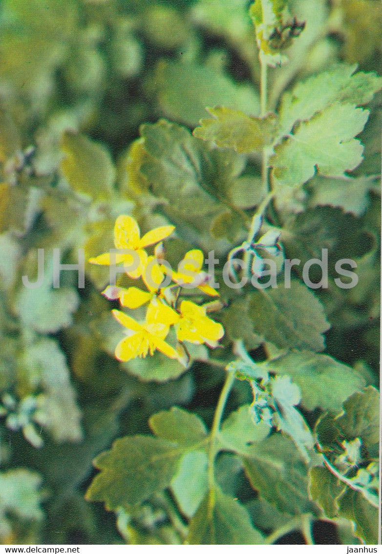 Greater celandine - Chelidonium majus - Medicinal Plants - 1983 - Russia USSR - unused - JH Postcards
