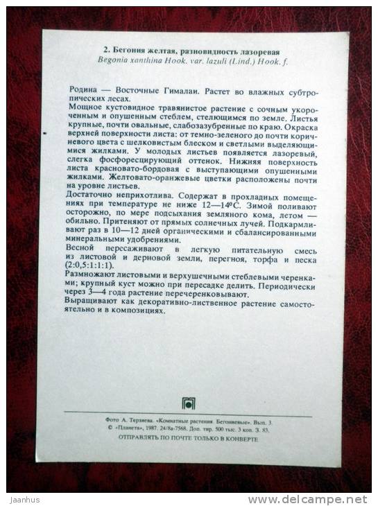 Begonia xanthina - flowers - 1987 - Russia - USSR - unused - JH Postcards