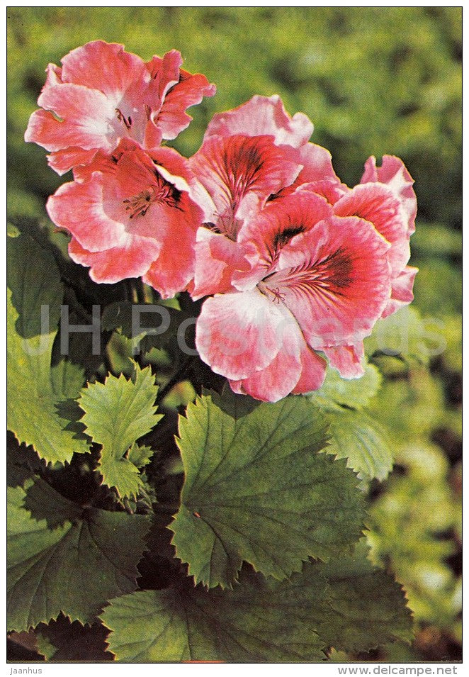 Sunrise - flowers - Geranium - 1985 - Czech - Czechoslovakia - unused - JH Postcards