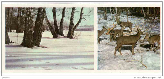 Sika deer - Cervus nippon - Prioksko-Terrasny Nature Reserve - 1976 - Russia USSR - unused - JH Postcards