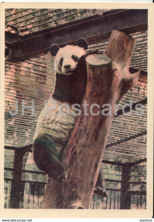 Giant panda - Ailuropoda melanoleuca - Moscow Zoo - 1963 - Russia USSR - unused - JH Postcards