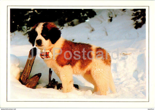 Petit St Bernard - dog - animals - SPP 859 - France - used - JH Postcards