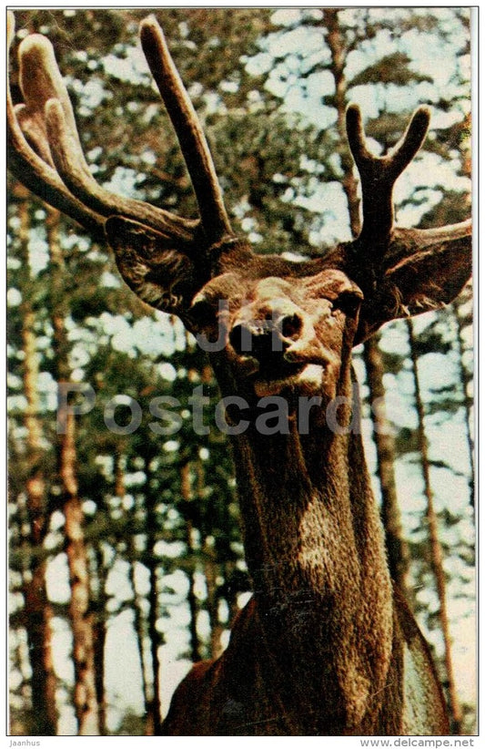 Caspian Red Deer - Maral - Cervus elaphus maral - Moscow Zoo - 1969 - Russia USSR - unused - JH Postcards