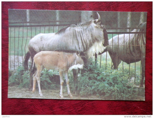 White-bearded Wildebeest - Riga Zoo - animals - 1980 - Latvia USSR - unused - JH Postcards