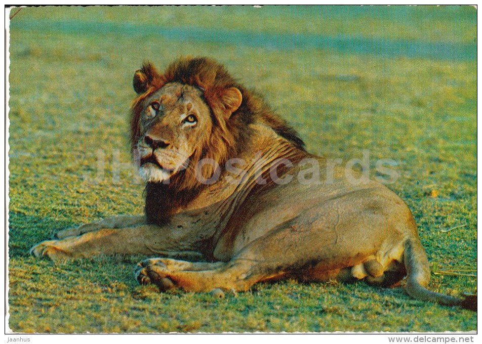 Lion - Africa - animals - 396 - Italy - unused - JH Postcards