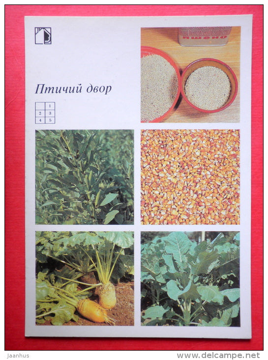 millet - broad beans - corn grain - mangel - kale - Feed - Poultry - 1989 - Russia USSR - unused - JH Postcards