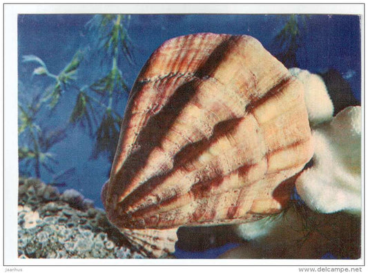 Swift´s scallop - Chlamys swifti - shells - clams - mollusc - 1974 - Russia USSR - unused - JH Postcards