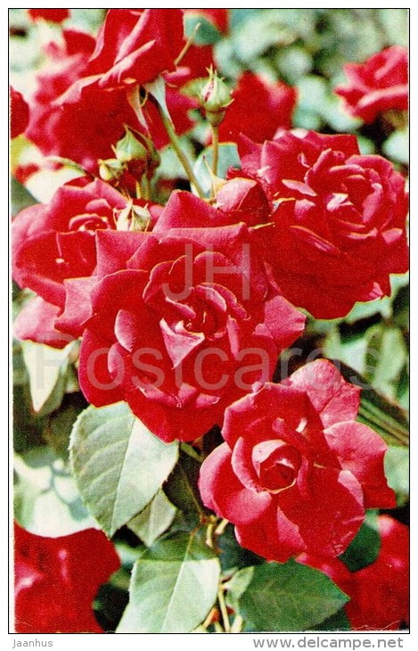Adolf Grille - flowers - Roses - Russia USSR - 1973 - unused - JH Postcards