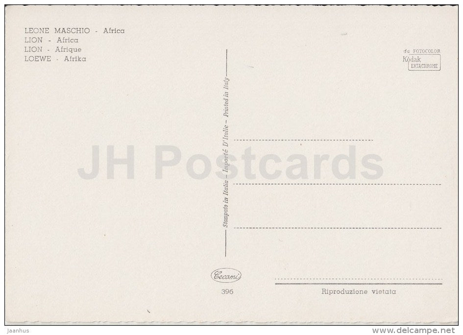 Lion - Africa - animals - 396 - Italy - unused - JH Postcards