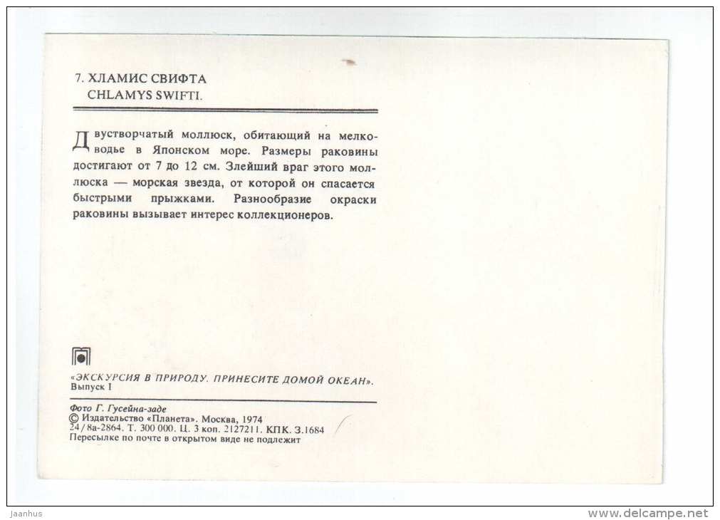 Swift´s scallop - Chlamys swifti - shells - clams - mollusc - 1974 - Russia USSR - unused - JH Postcards